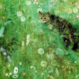 bruno liljefors-Cat in the Summer Meadow_d