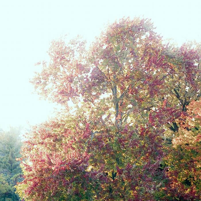 Monet – Tree by Water _1080x1920_d